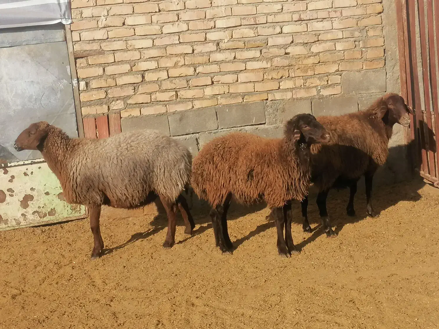 میش هتور و همو|حیوانات مزرعه|بجنورد, |دیوار