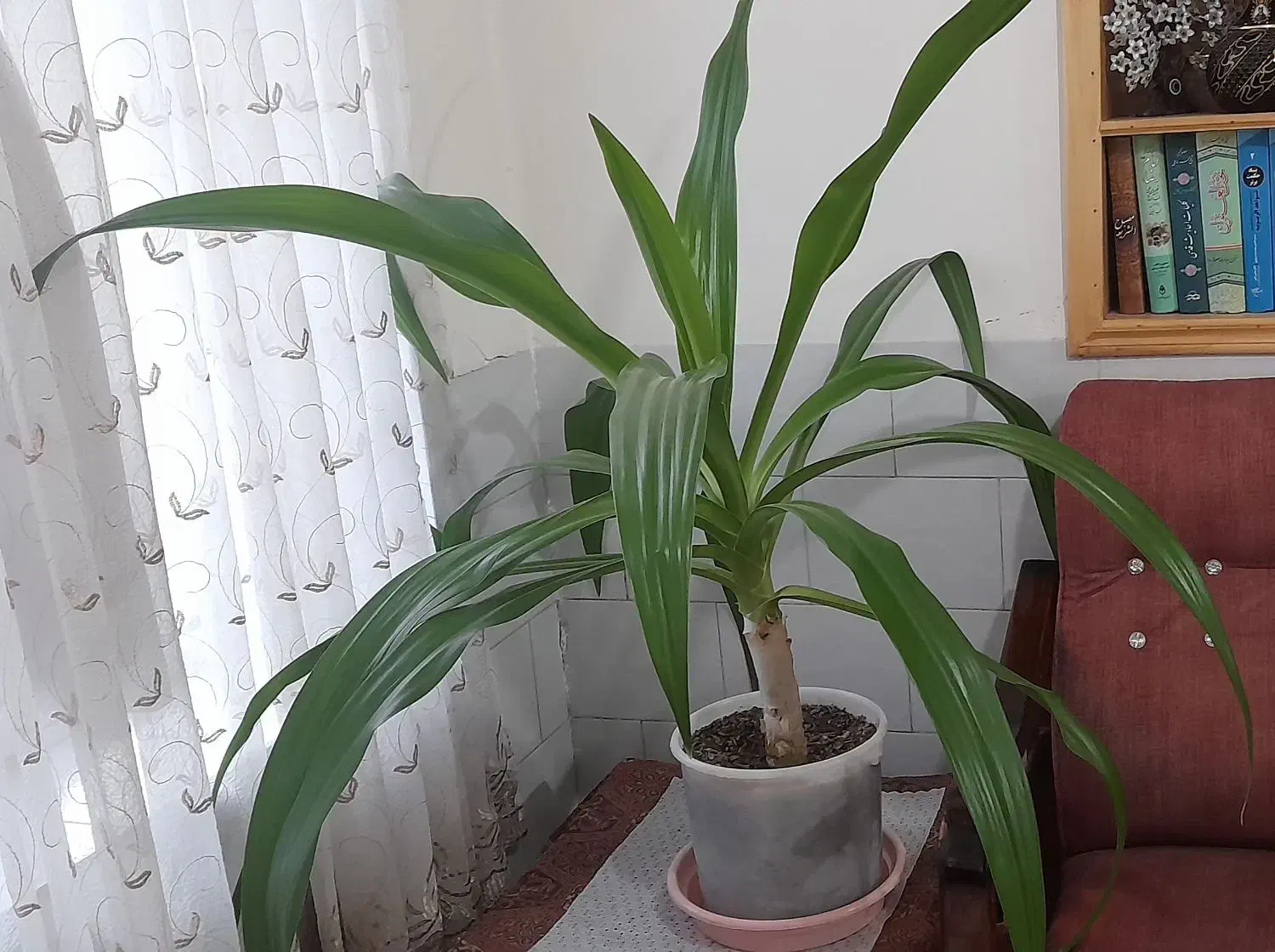 گل ذرتی بزرگ و زیبا|گل و گیاه طبیعی|اقلید, |دیوار