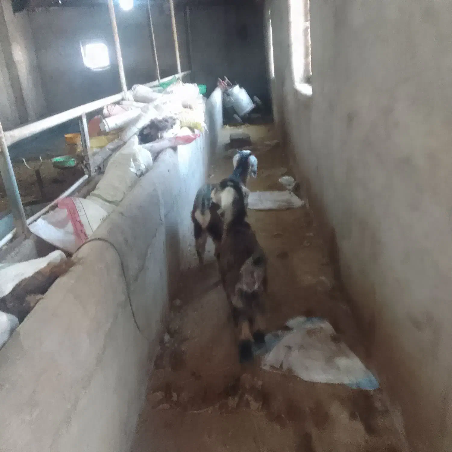 بزغاله چاق|حیوانات مزرعه|ثمرین, |دیوار