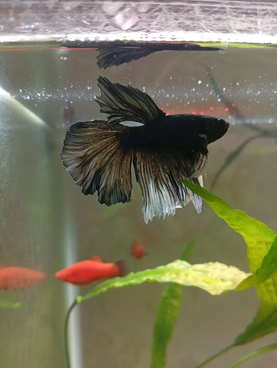 ماهی فایتر نر مولد|ماهی|کنگاور, |دیوار