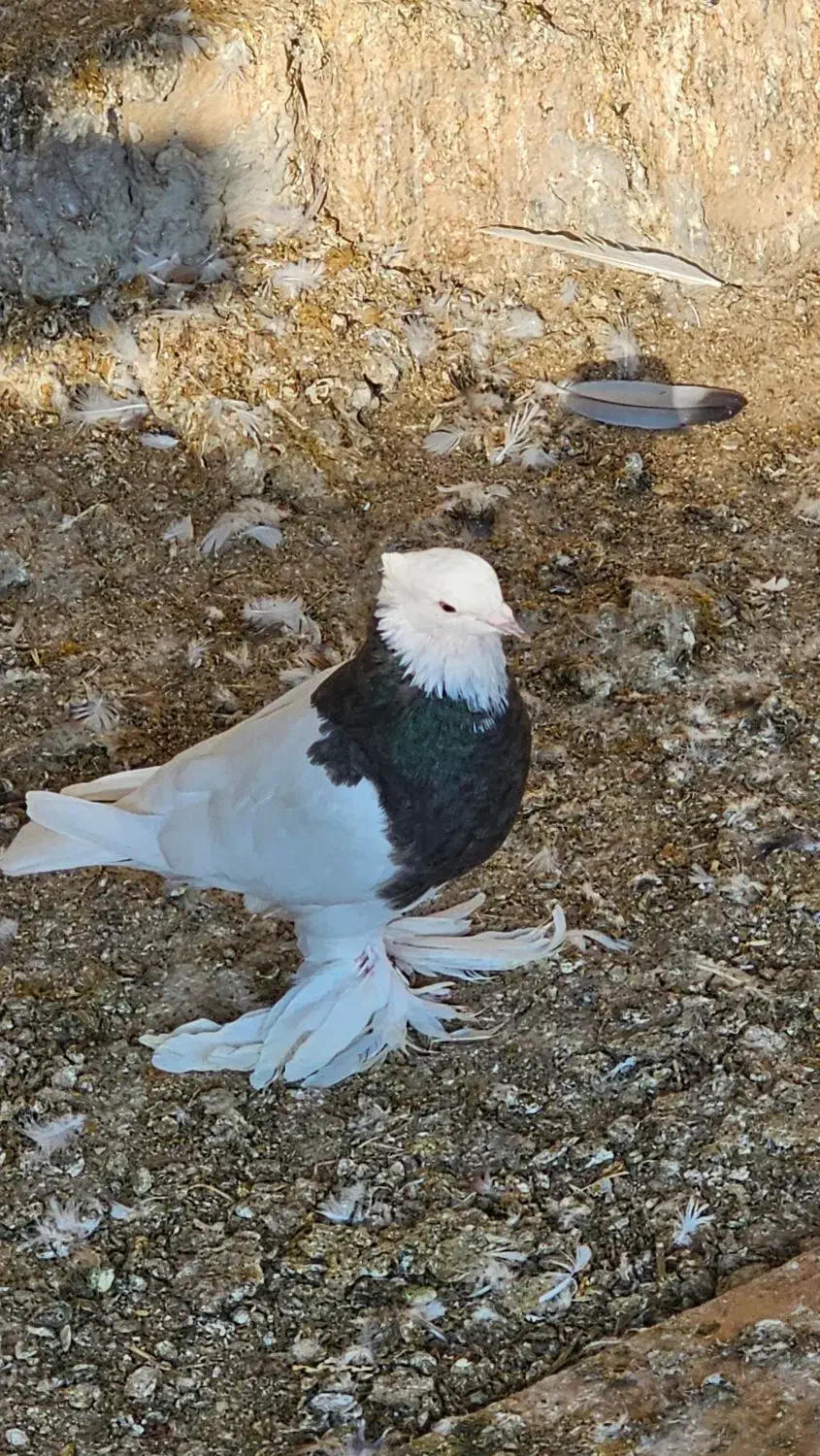 کبوتر طوقی اصل|پرنده|بندر گناوه, |دیوار