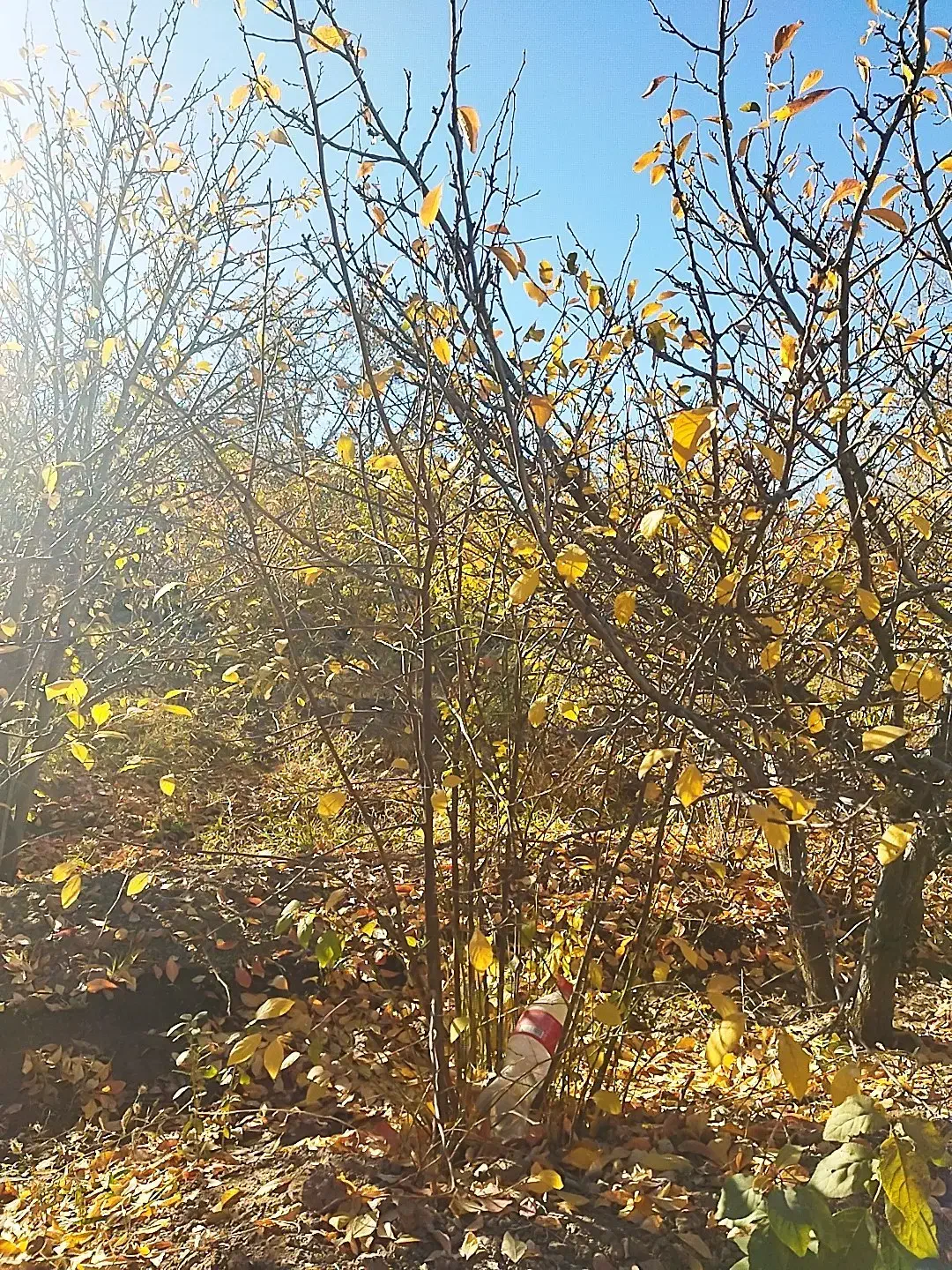 نهال آلو بخارا|گل و گیاه طبیعی|زیرکوه, |دیوار