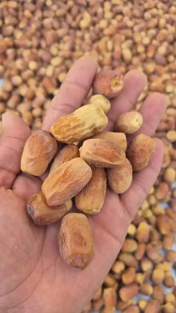 فروش خرمای زاهدی(قصب)|خوردنی و آشامیدنی|اسیر, |دیوار