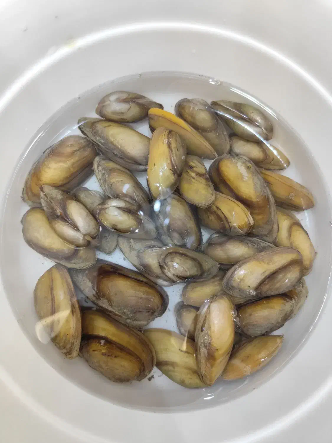 صدف زنده و بسیار زیبا ماهی|ماهی|کرمانشاه, |دیوار