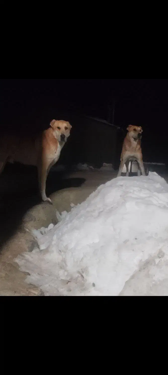 سگ گله ای ۲ساله|سگ|قزوین, |دیوار