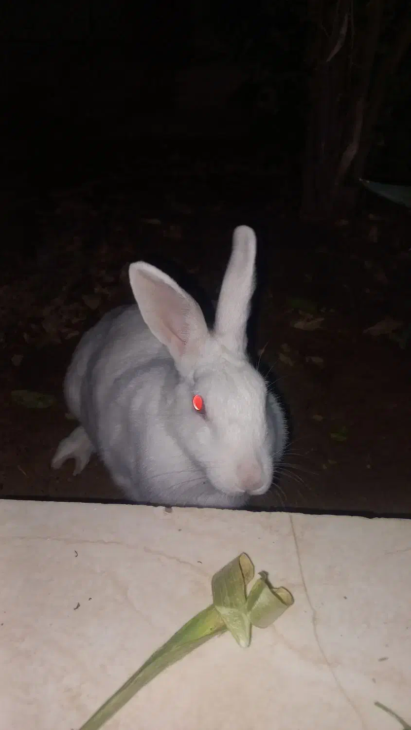 خرگوش کامل سفید|موش و خرگوش|برازجان, |دیوار