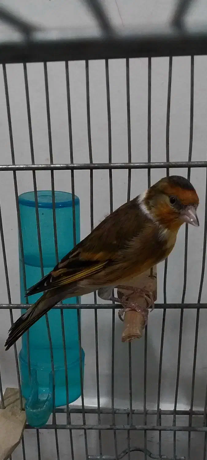 سهره قناری سرخ ابلغ دهن سهره|پرنده|تهران, دژکام|دیوار