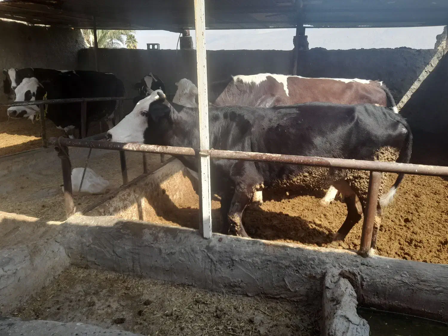 گاو|حیوانات مزرعه|دهدشت, |دیوار