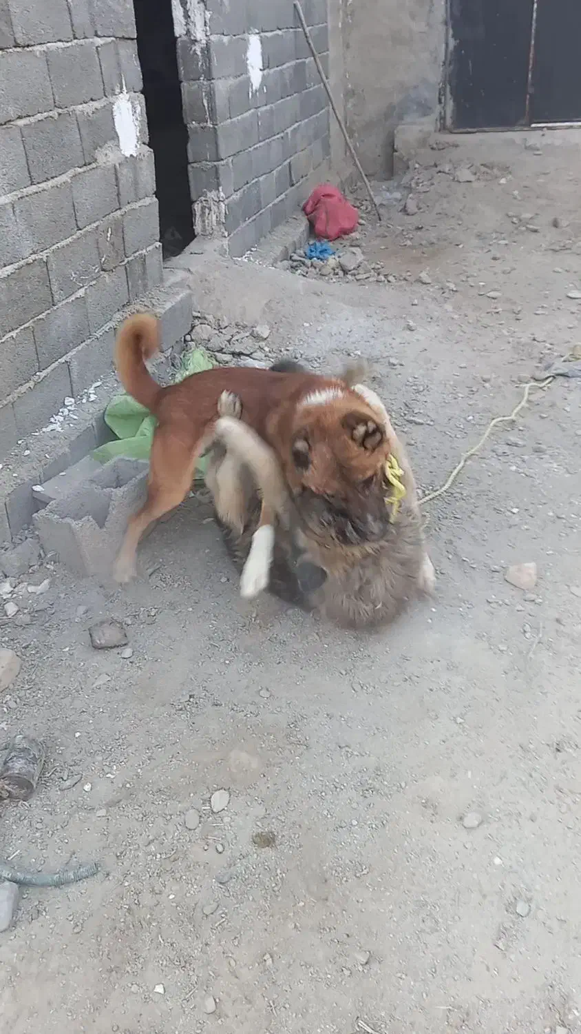 واگذاری سگ گله و نگهبان.مرغ خروس بوقلمون|سگ|تنکمان, |دیوار