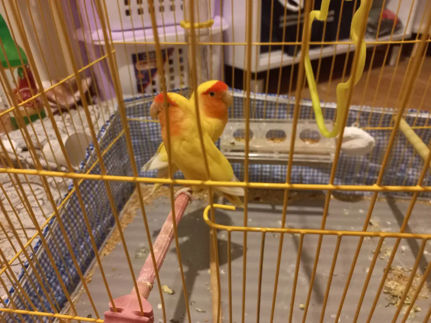 دو تا کوتوله برزیلی آواز خوان|پرنده|اسکو, |دیوار