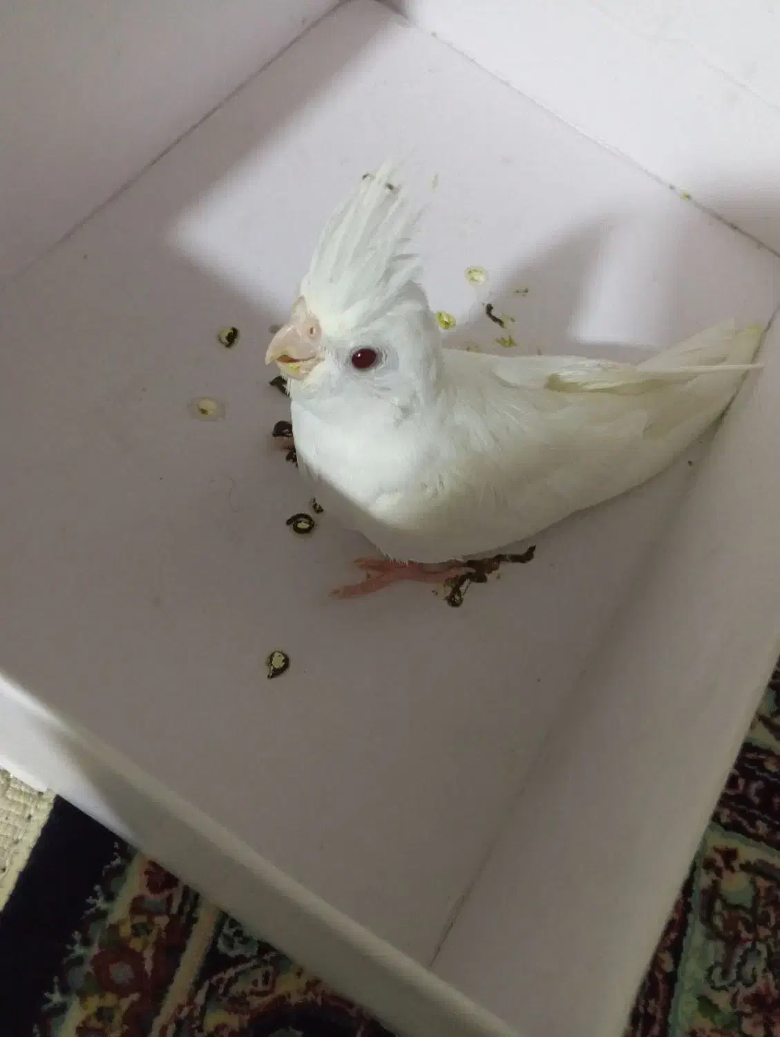 عروس هلندی البینیو|پرنده|بندرعباس, |دیوار