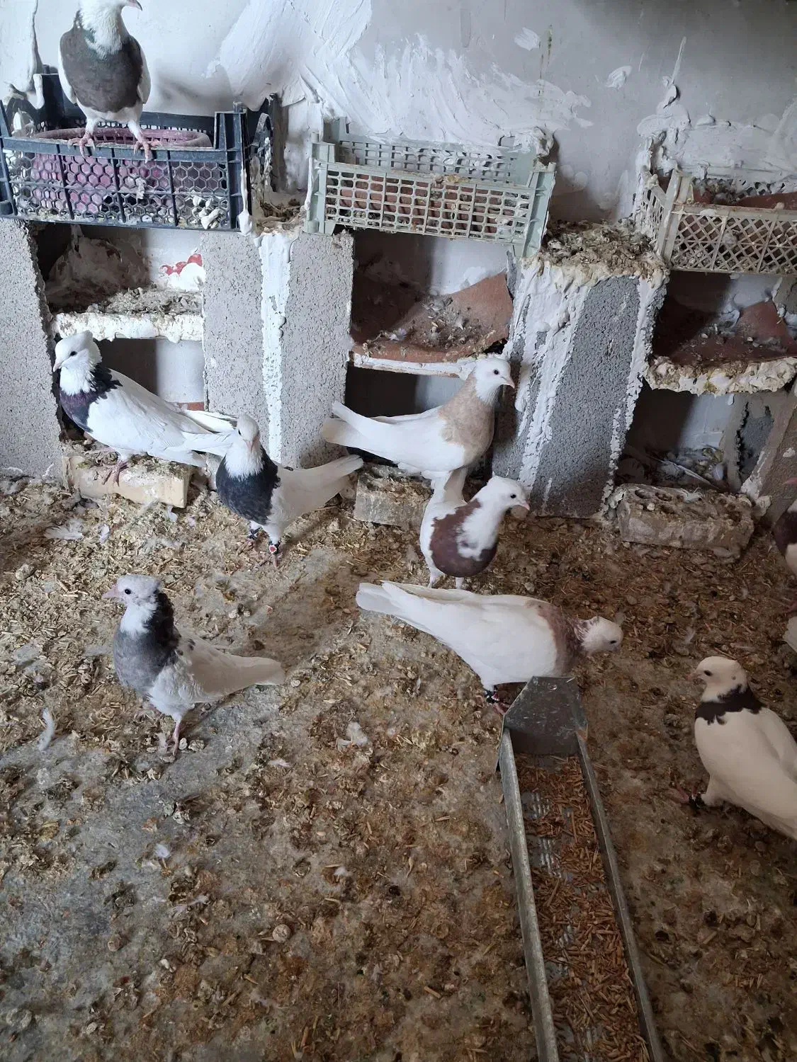 طوقی|پرنده|باغ ملک, |دیوار