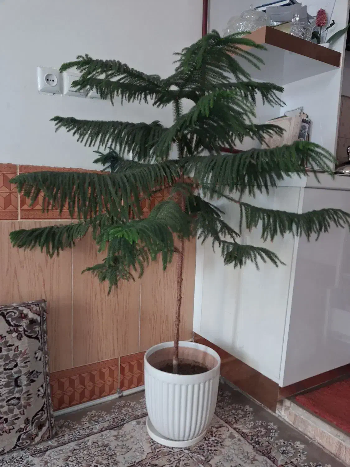 گل فروشی|گل و گیاه طبیعی|نیشابور, فیض آباد|دیوار