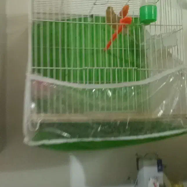 قناری شتری  ماده اماده اماده|پرنده|مشهد, کشف|دیوار