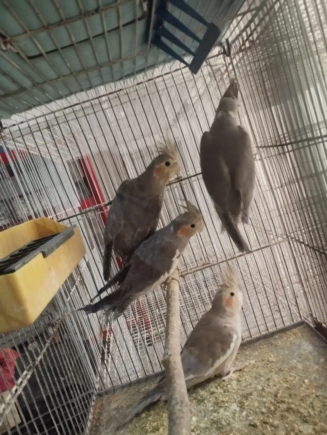 عروس هلندی مرغ عشق کوتوله قفس لانه و لوازم پرنده|پرنده|مشهد, شهرک شهید باهنر|دیوار