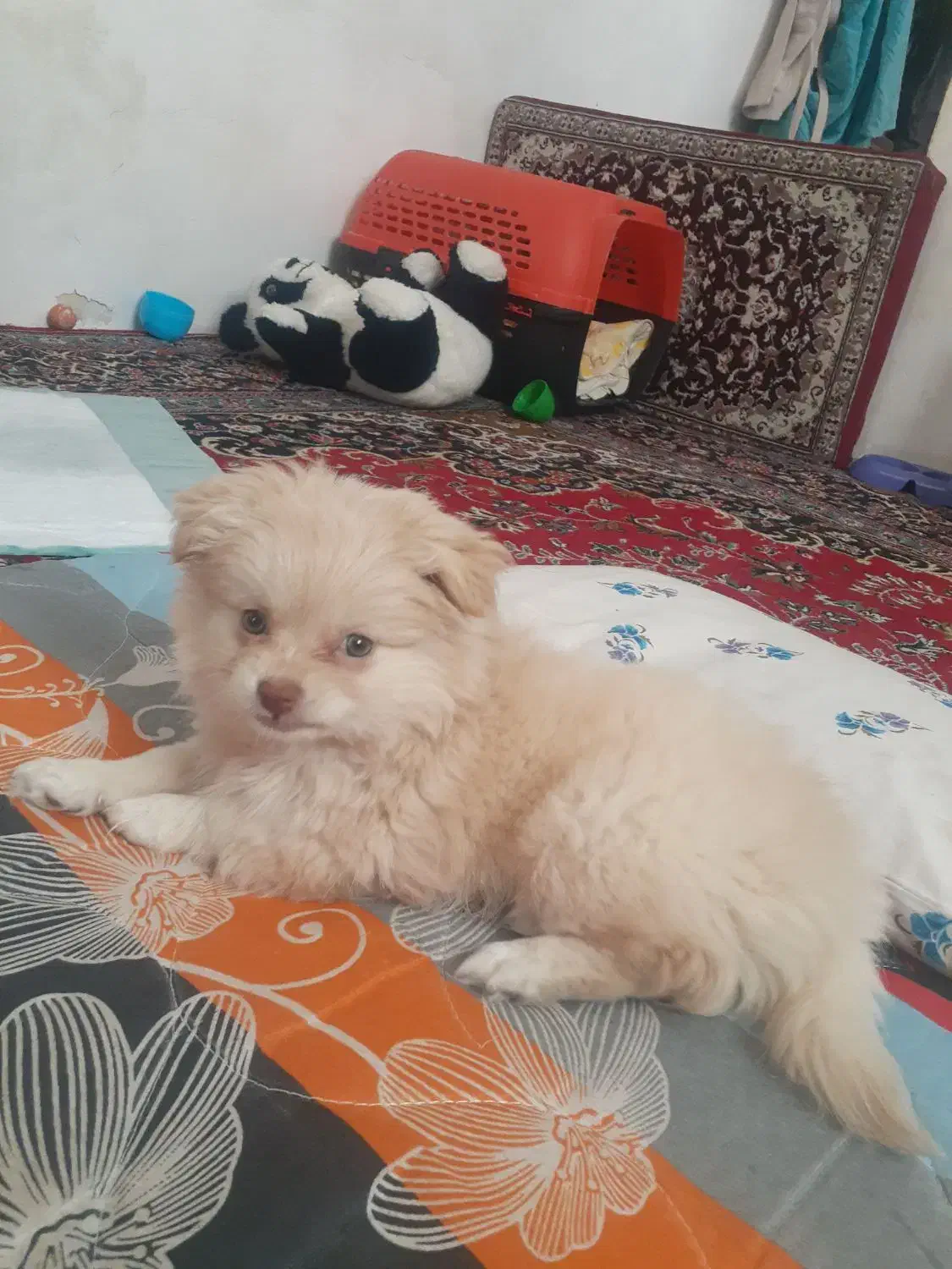 سگ پامرخرسی|سگ|کرمانشاه, |دیوار