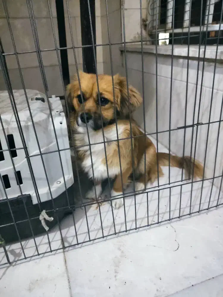 سگ اشپیتز|سگ|مشکیندشت, |دیوار