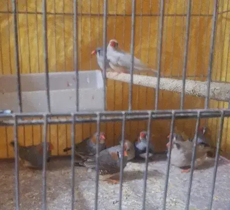 فنچ نر وماده|پرنده|شیراز, شهرک سراج‎|دیوار