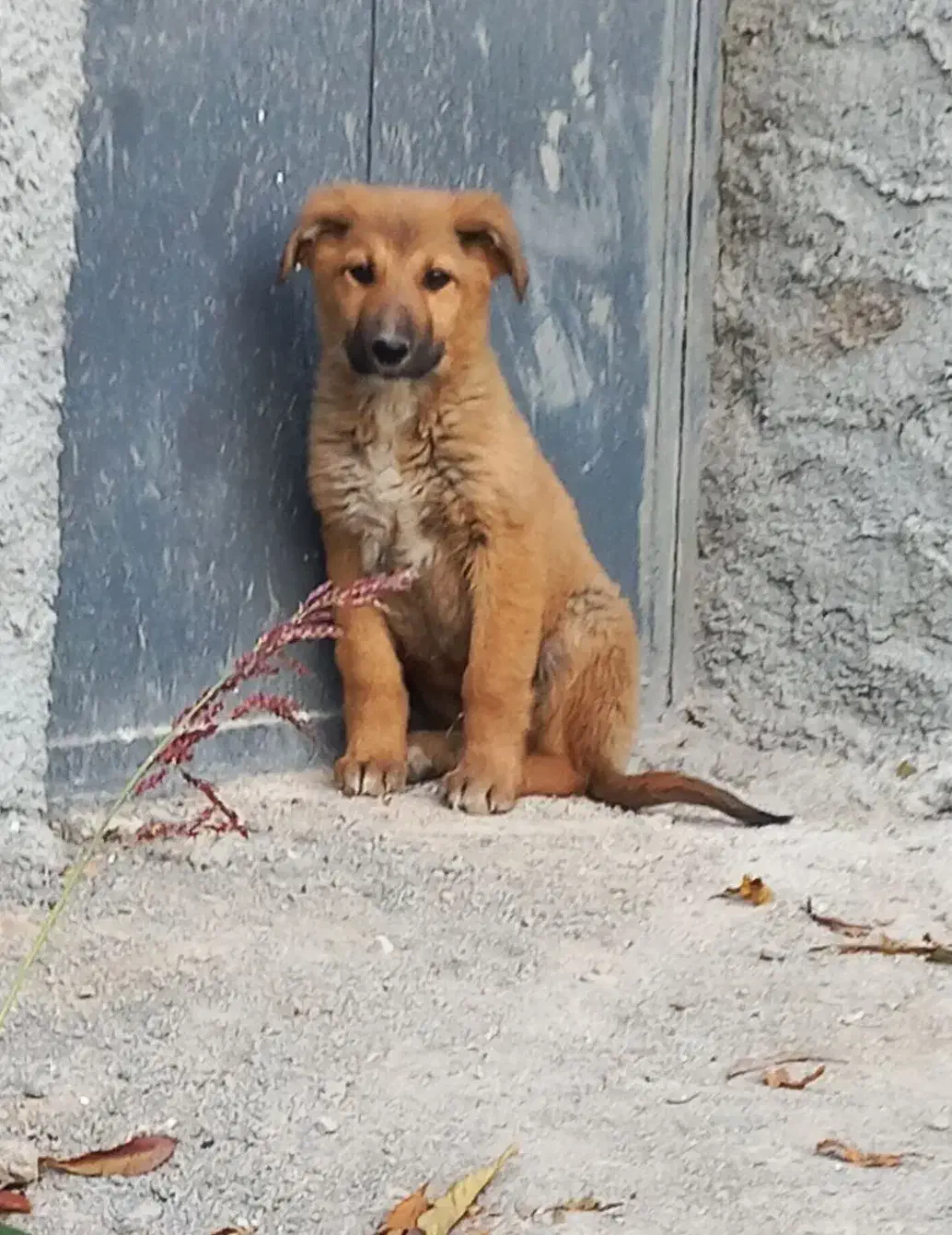 یک جفت توله سگ سرابی|سگ|مبارکه, |دیوار