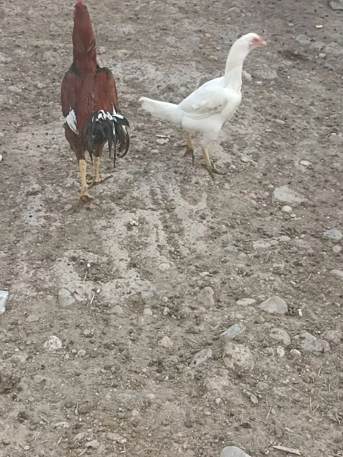 مرغ و خروس لاری|پرنده|گالیکش, |دیوار