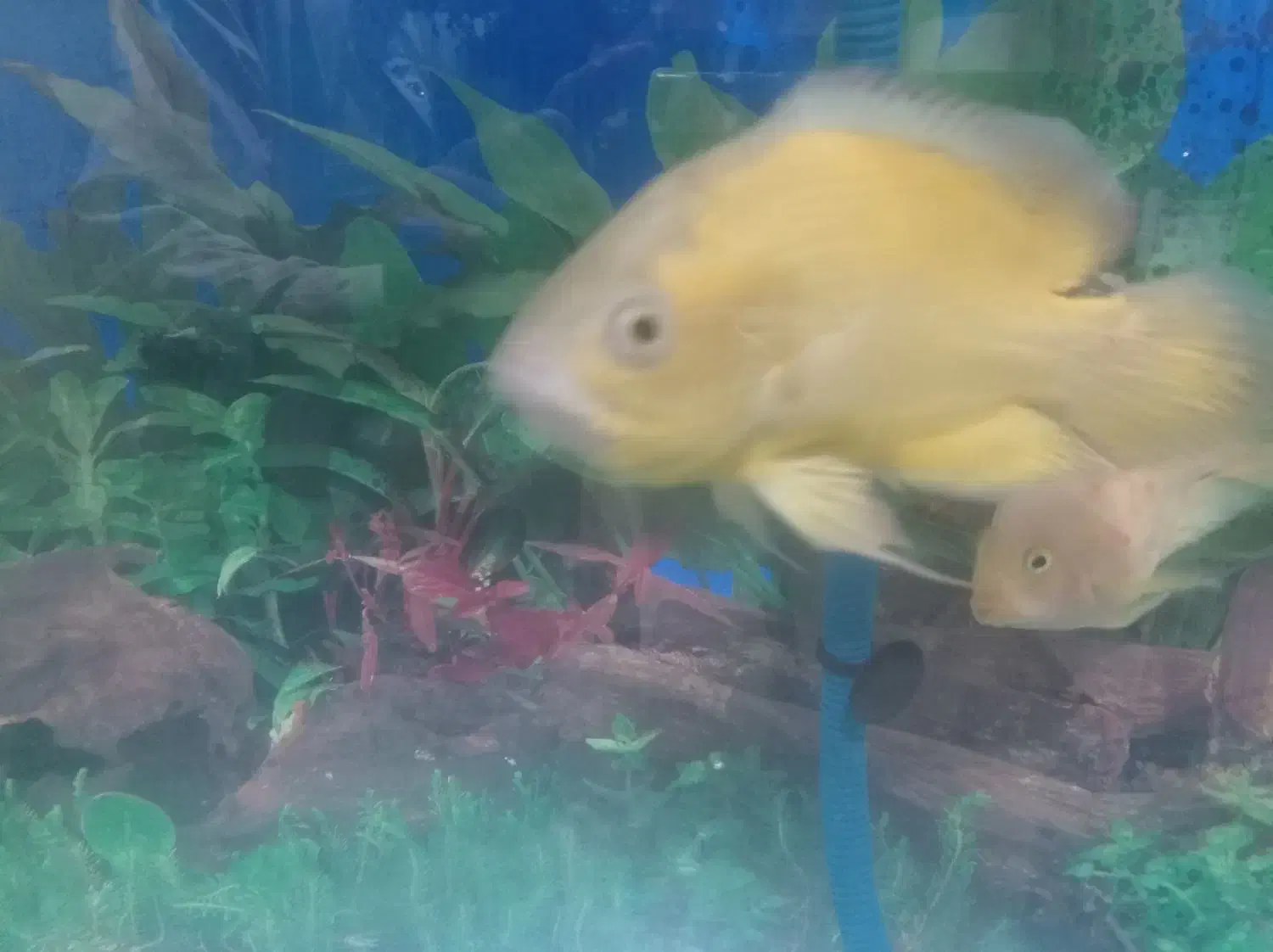 ماهی آکواریومی|ماهی|ایرانشهر, |دیوار