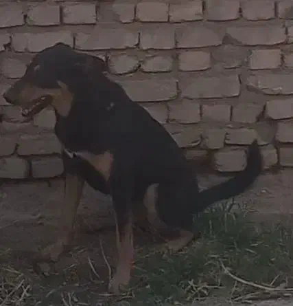 دوبرمن 2ونیم ساله|سگ|سرخه, |دیوار