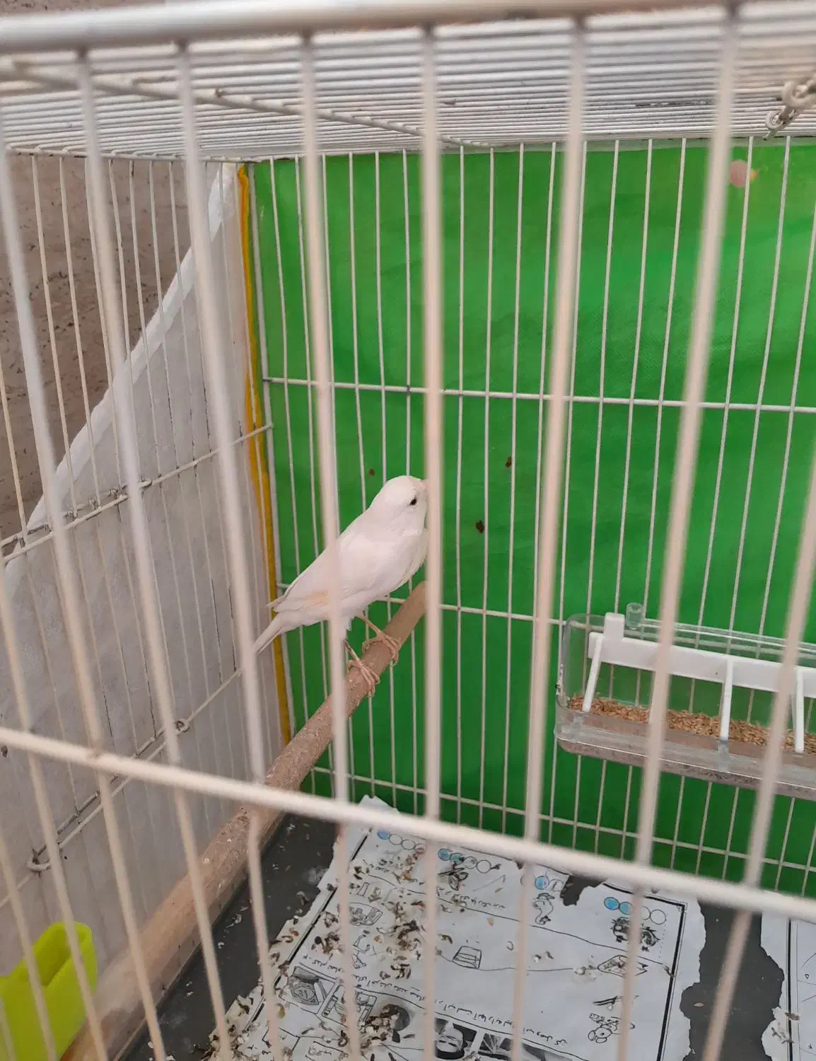 قناری نر. بدون قفس|پرنده|مشهد, رسالت|دیوار