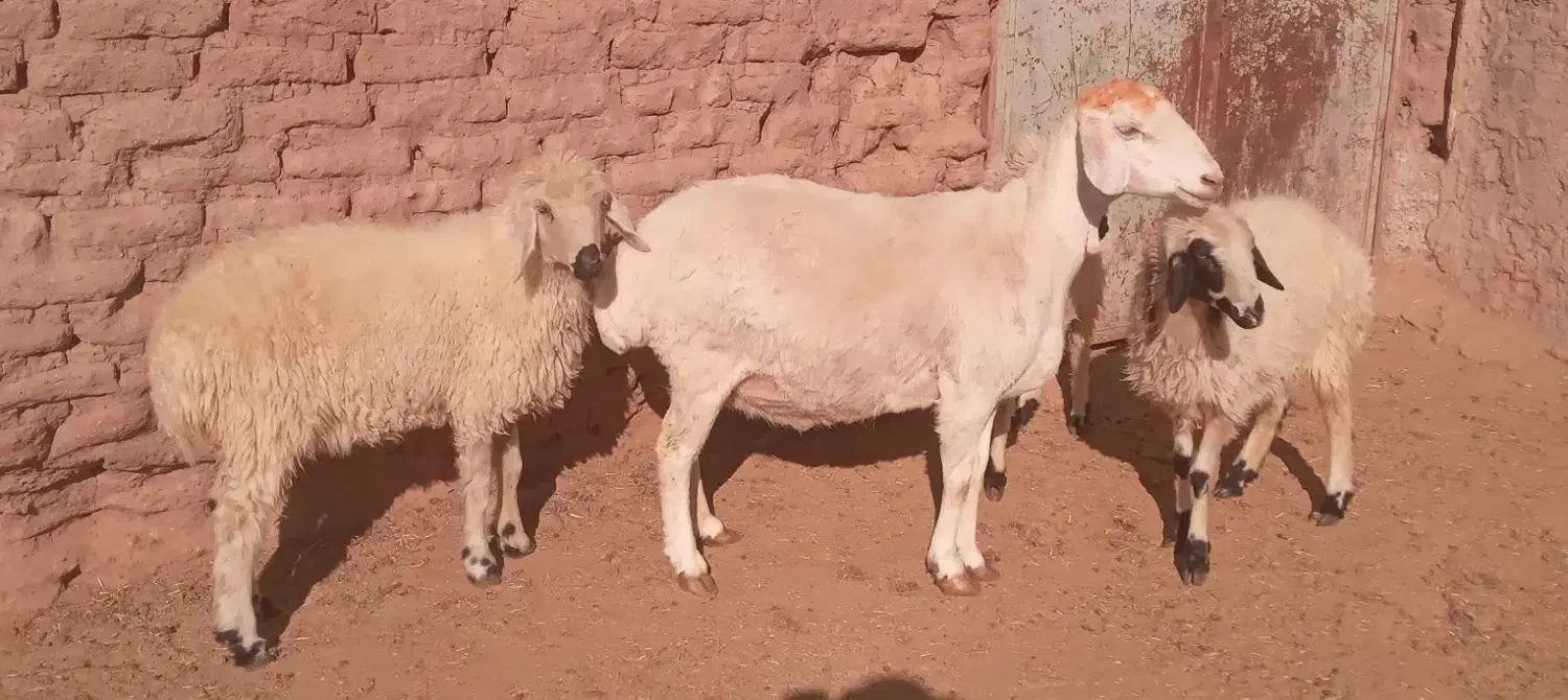 میش مغانی بره چاق فروشی|حیوانات مزرعه|بردسیر, |دیوار