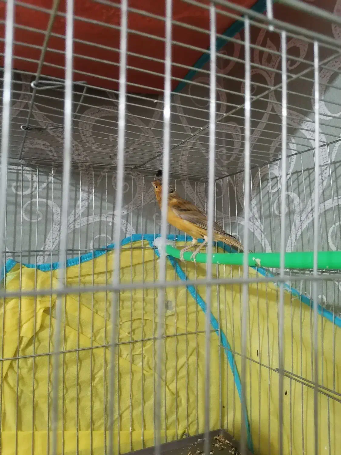 فروش یک جفت قناری|پرنده|کرمان, |دیوار