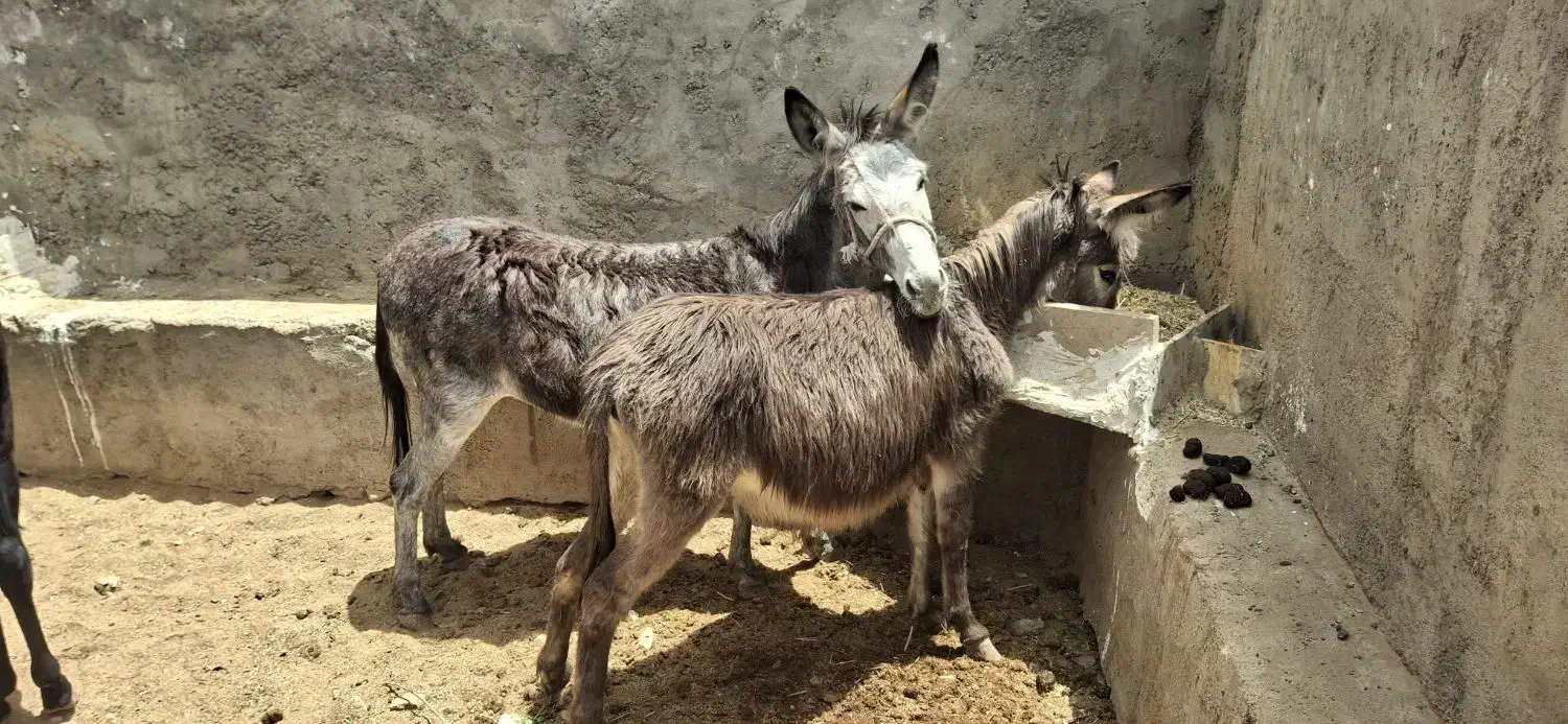 فروش سه تا خر دوتا ماده ویکی نر|حیوانات مزرعه|اردکان, |دیوار