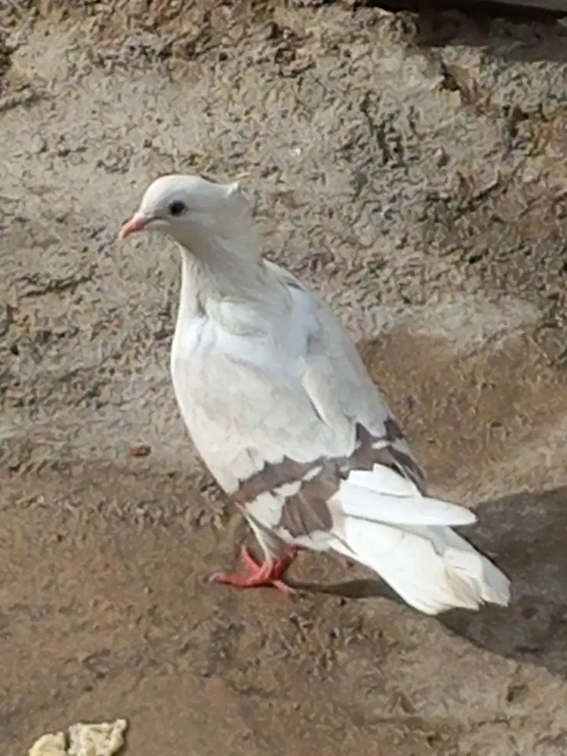 فروش هیوان|پرنده|سوری, |دیوار