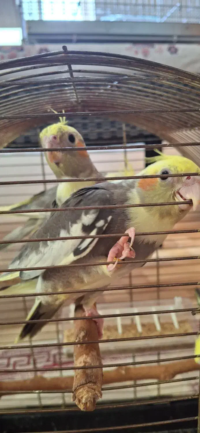 جوجه سرلاکی نرم خور عروس هلندی|پرنده|ساری, |دیوار