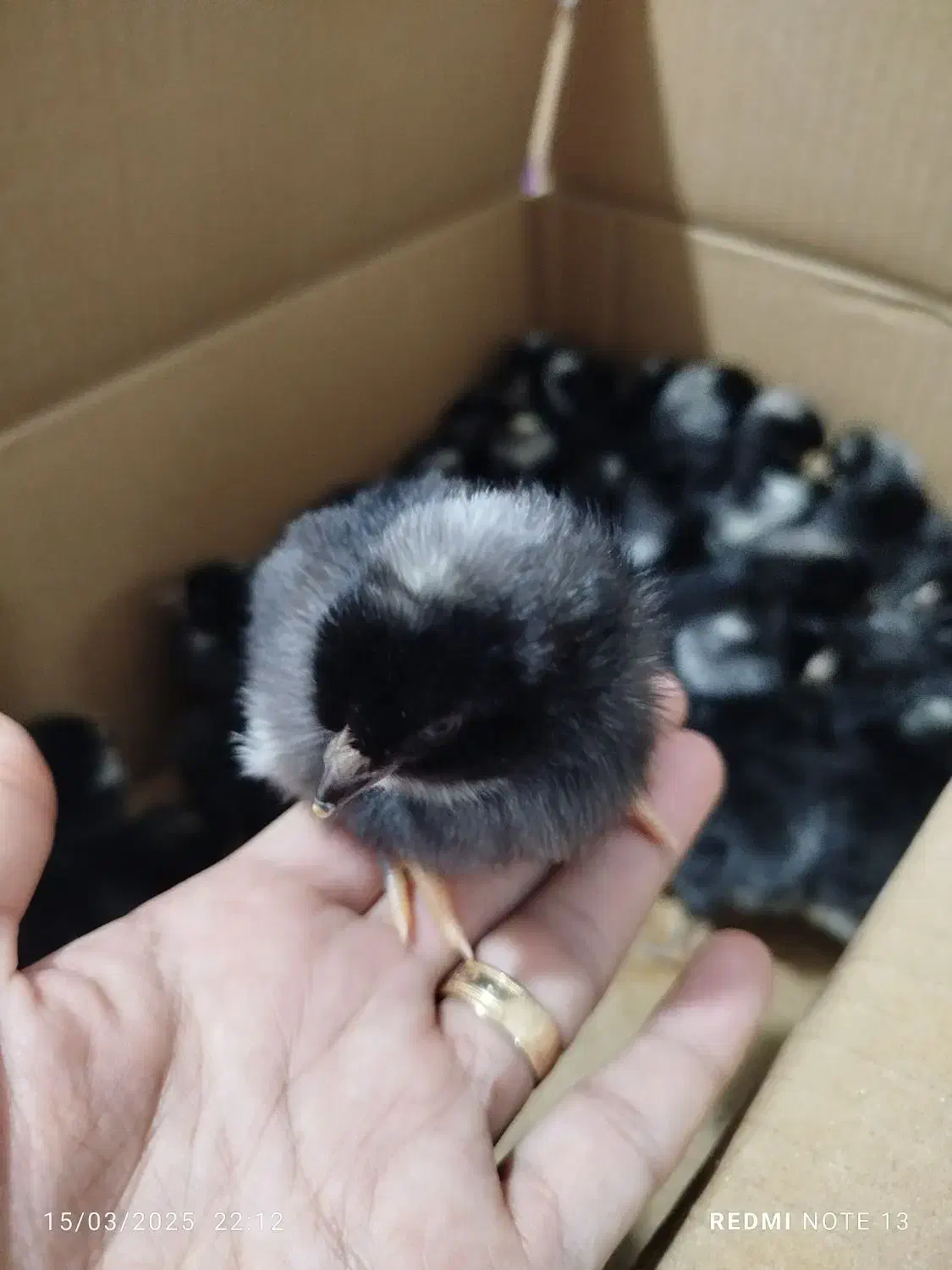 تخم مرغ نژاد پیلموت راک|حیوانات مزرعه|دالخانی, |دیوار