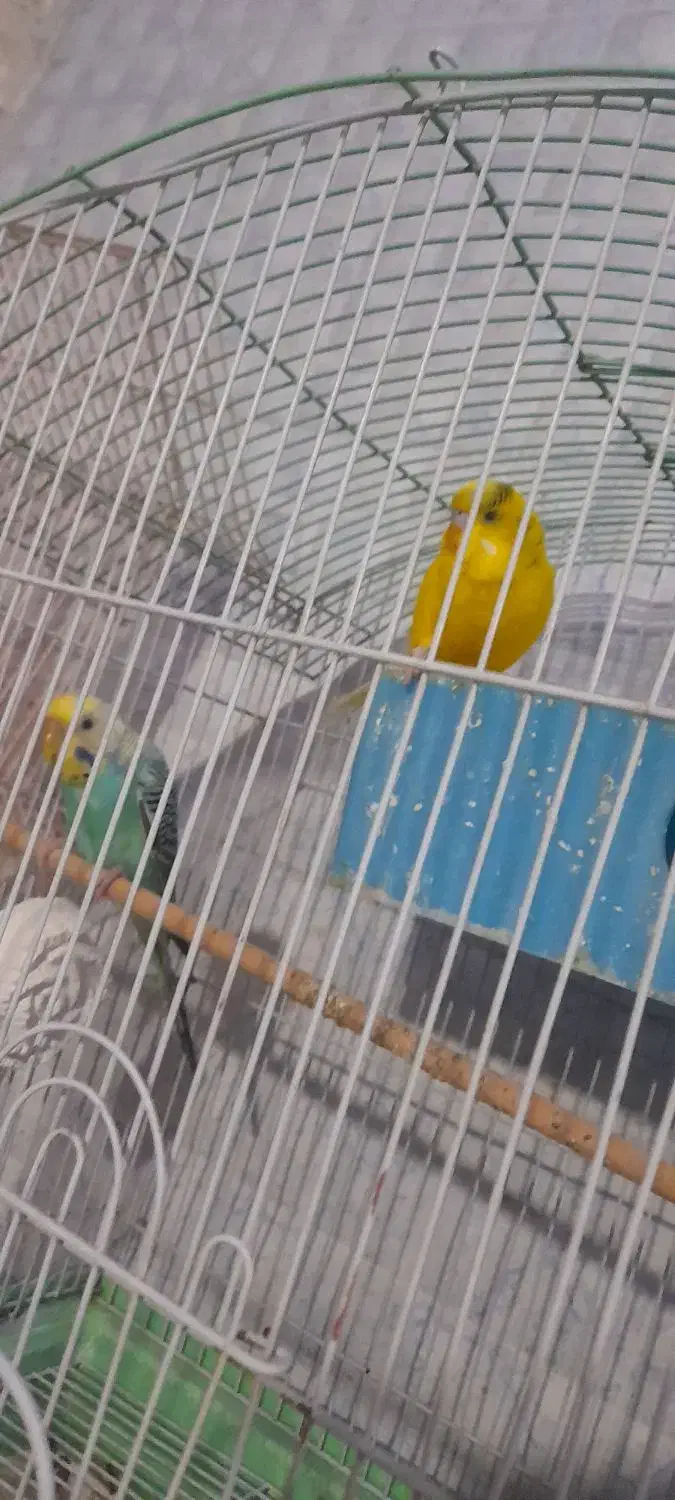 مرغ عشق اهلی و فنج اهلی|پرنده|ارومیه, |دیوار