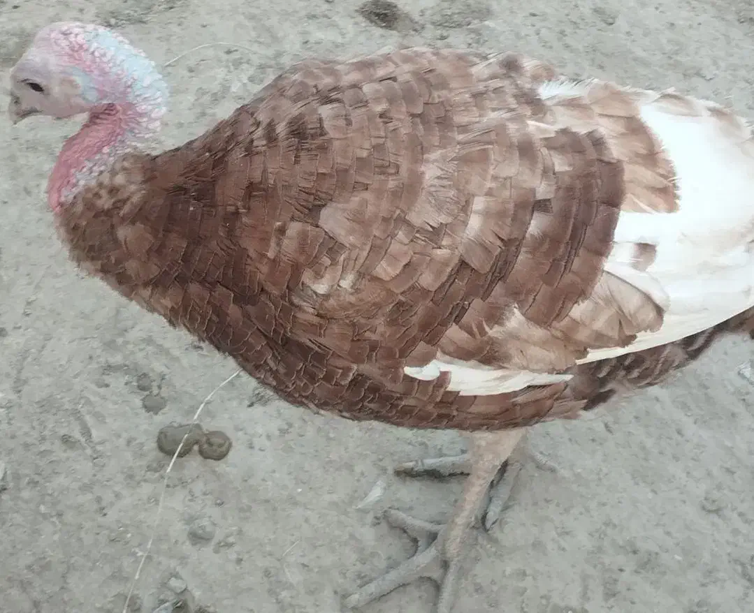 بوقلمون نر|حیوانات مزرعه|هیرمند, |دیوار