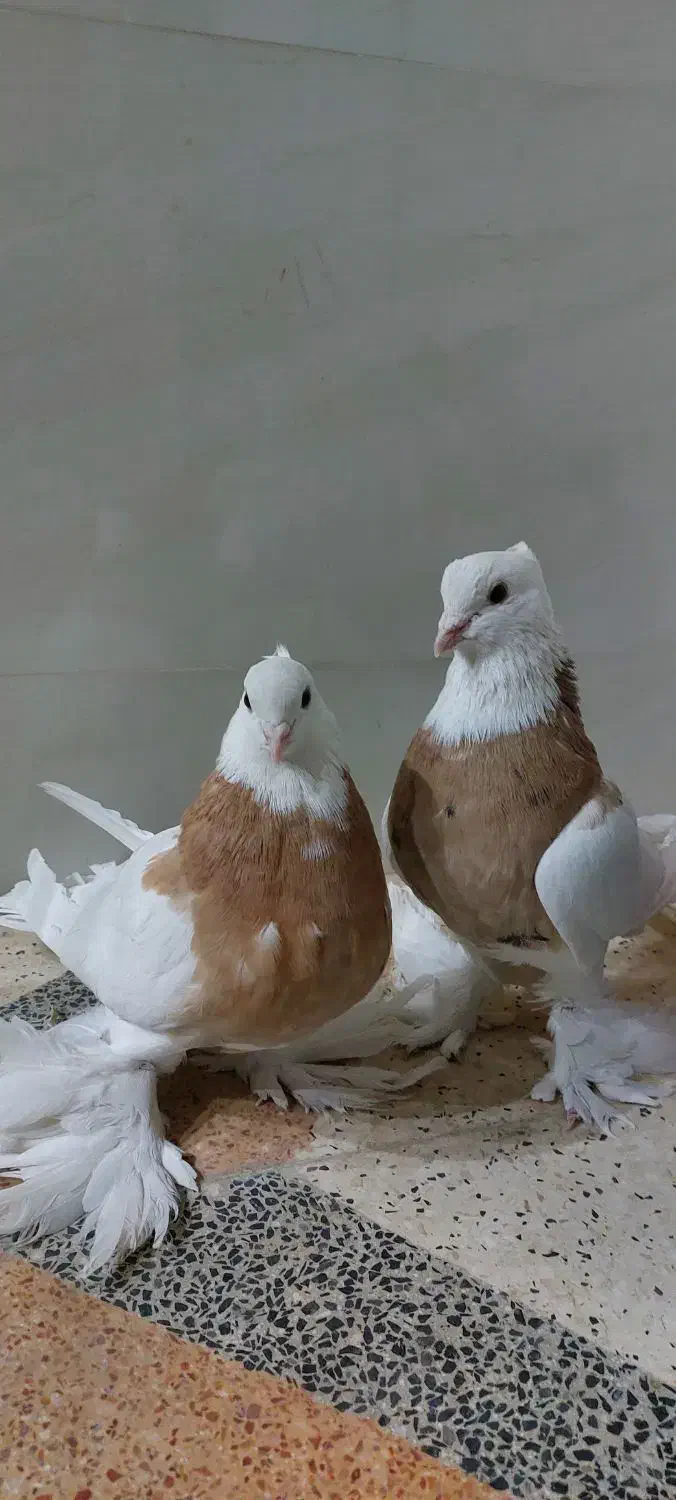 کبوتر طوقی زرد|پرنده|پیر بکران, |دیوار