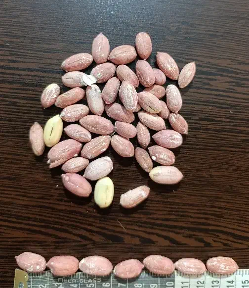 بادام زمینی آستانه تازه و اعلا|خوردنی و آشامیدنی|تهران, بازار|دیوار