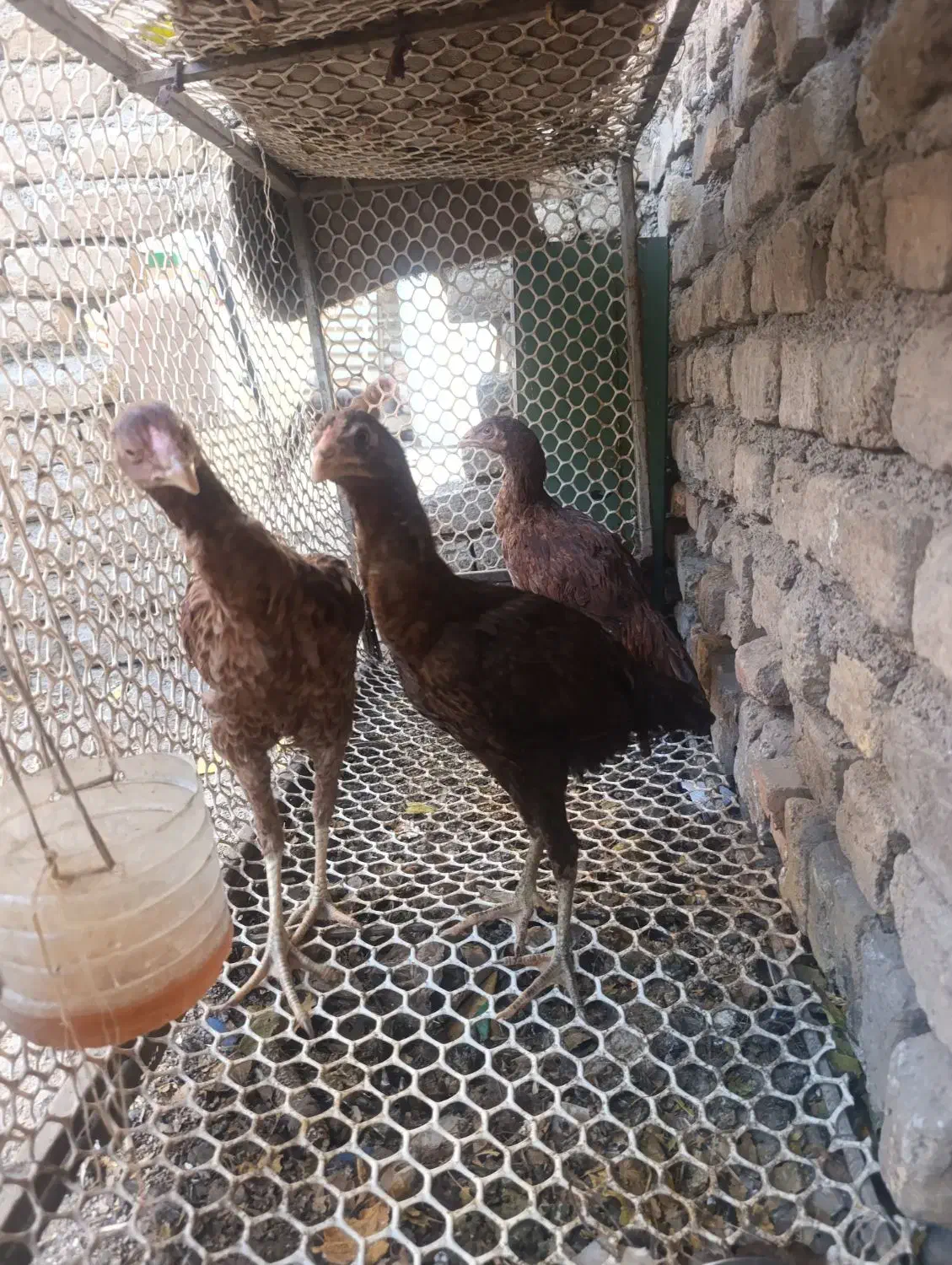 مرغ لاری|حیوانات مزرعه|مشهد, ایوان|دیوار