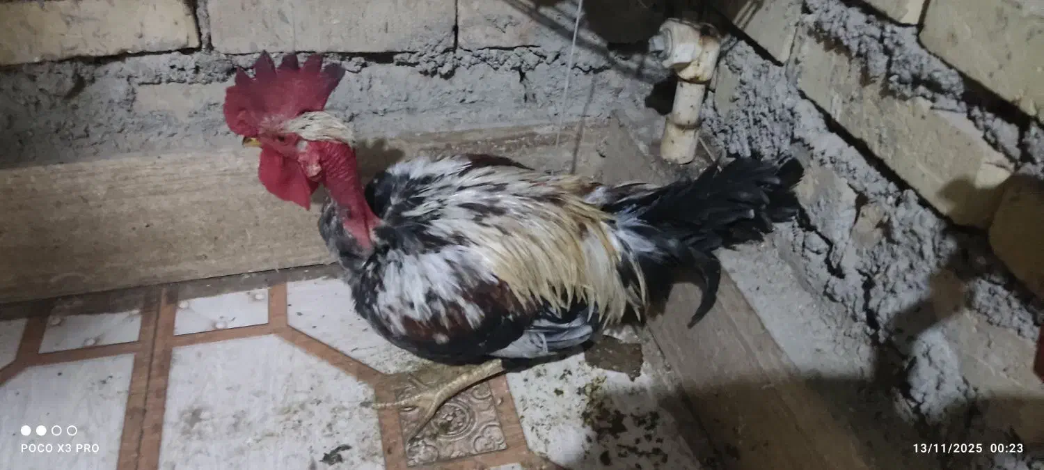 خروس گردن لخت|حیوانات مزرعه|باوی, |دیوار