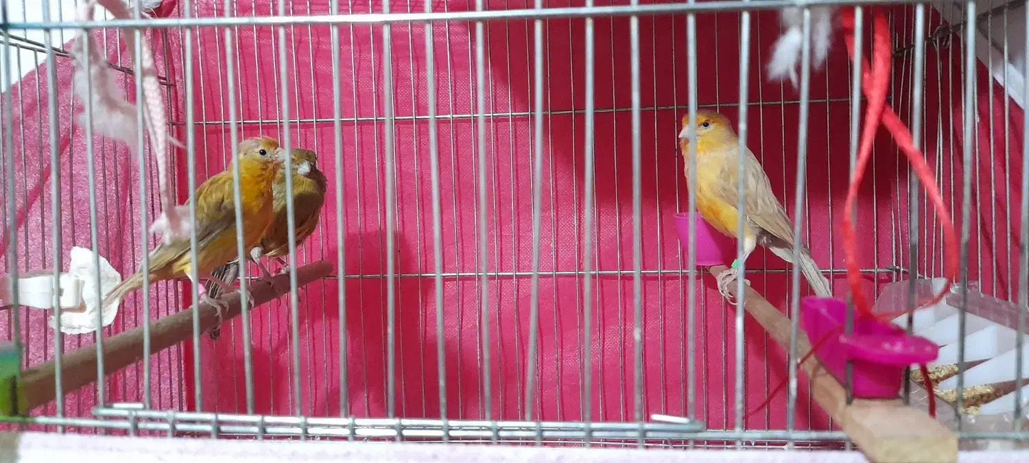 قناری ماده|پرنده|شاهینشهر, امیرکبیر|دیوار