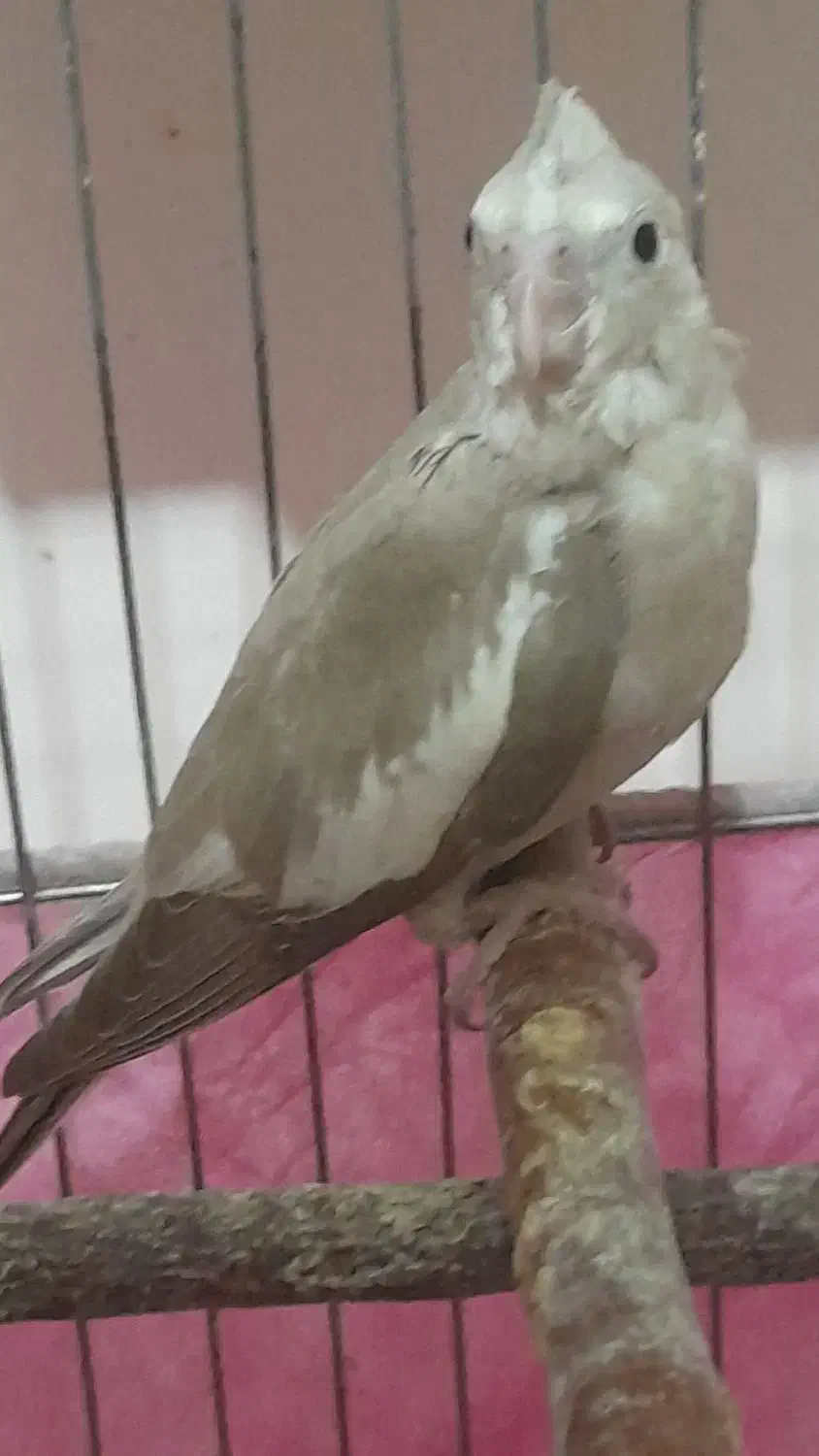 جوجه‌عروس آلبینوونسکافه‌ای(معاوضه)|پرنده|کامیاران, |دیوار