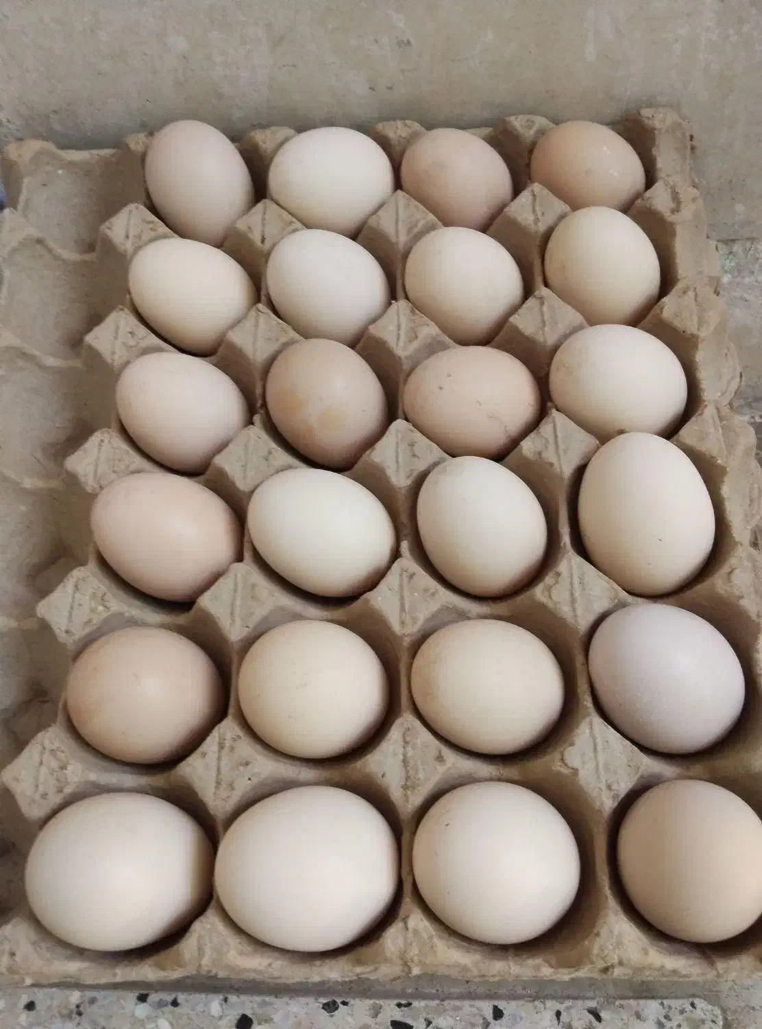 تخم مرغ نطفه دار|حیوانات مزرعه|شیراز, شهرک جماران|دیوار