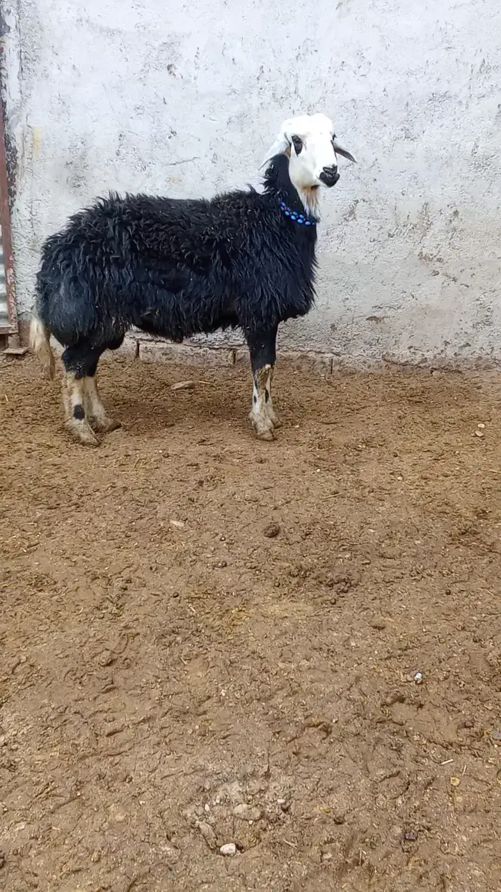 بره قوچ پلنگی گوش بادومی|حیوانات مزرعه|باروق, |دیوار