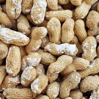 بادام زمینی نمیکی آجیل تخمه وو باقیمت باور نکردنی|خوردنی و آشامیدنی|شاهینشهر, طالقانی|دیوار