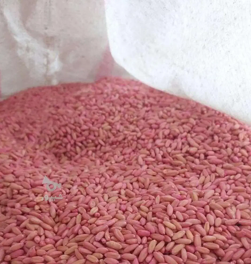 گندم بزری هما|گل و گیاه طبیعی|دهگلان, |دیوار