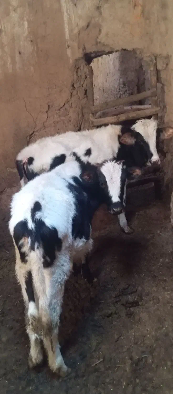 دو عدد گوساله|حیوانات مزرعه|کرانی, |دیوار