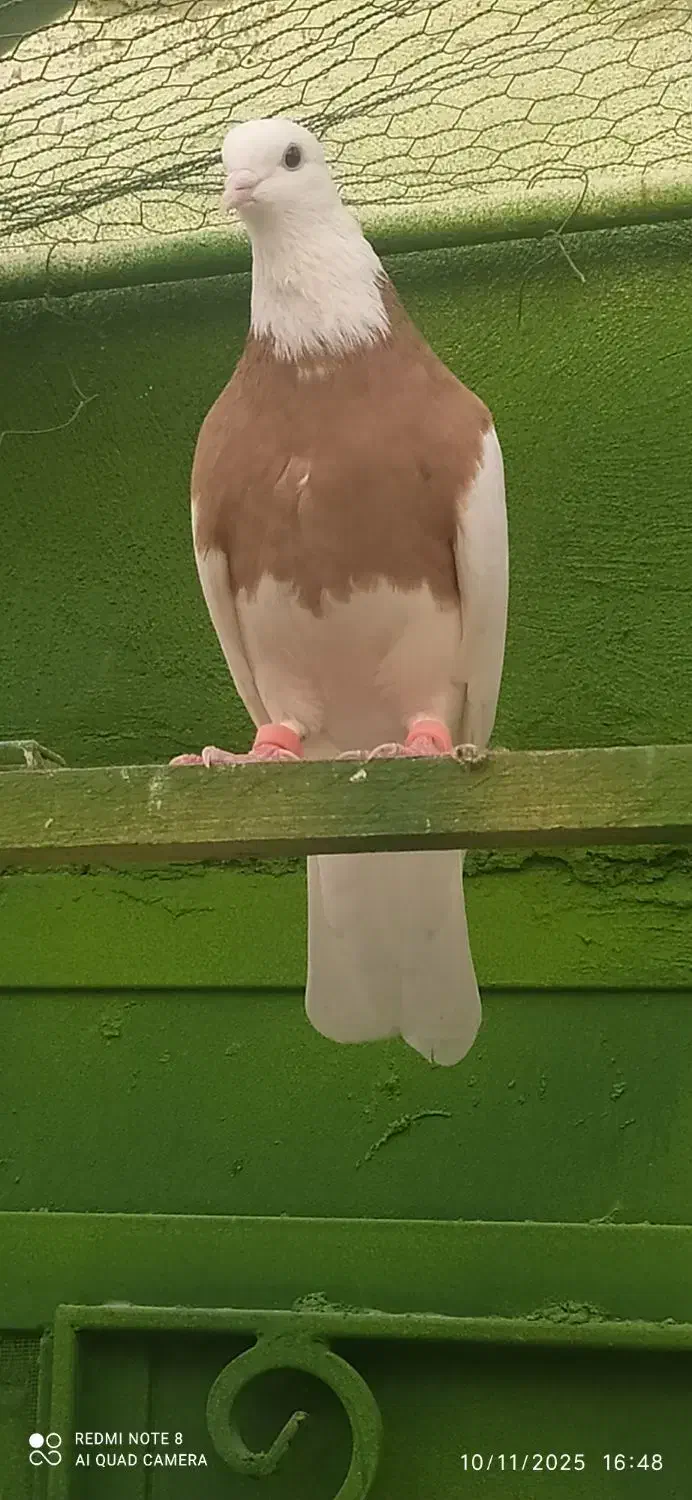 دوتا کبوترطوقی نر پرتقالی و زرد خال سیاه|پرنده|آبپخش, |دیوار