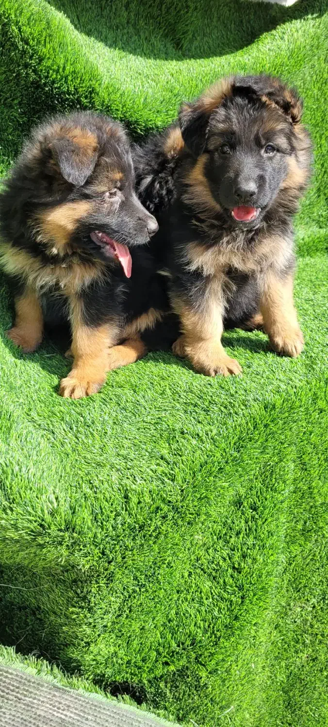 ماده ژرمن شولاین|سگ|تهران, هاشمی|دیوار