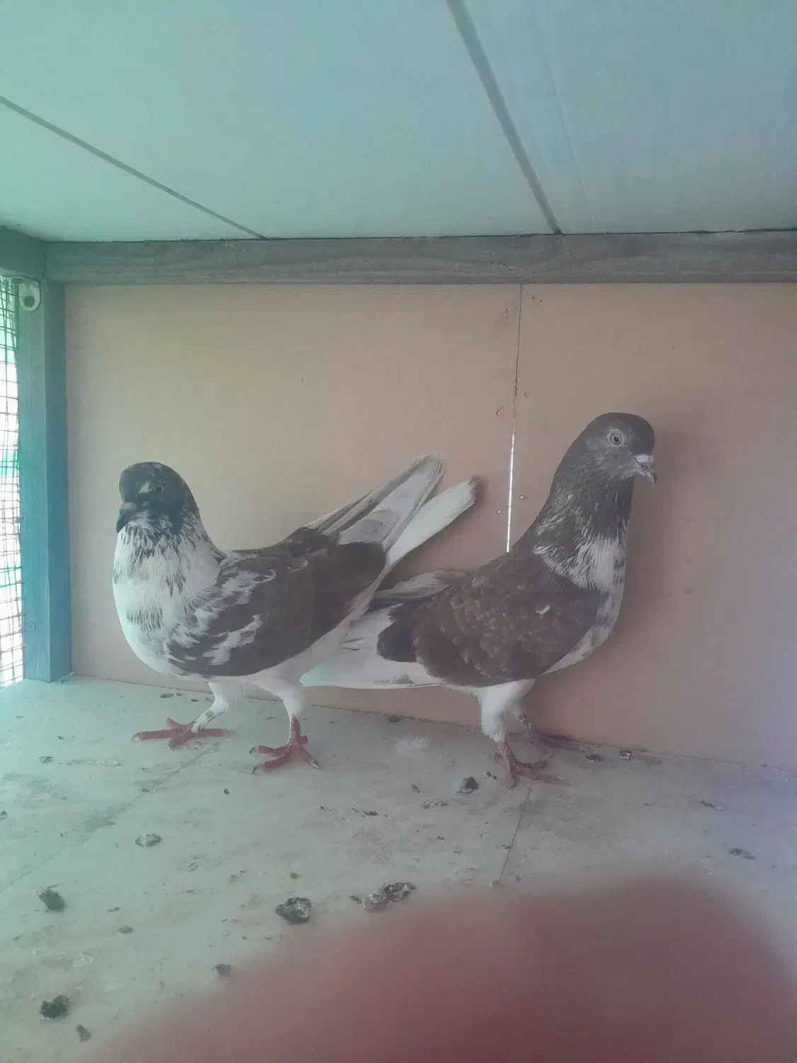 کبوتر|پرنده|قشم, |دیوار