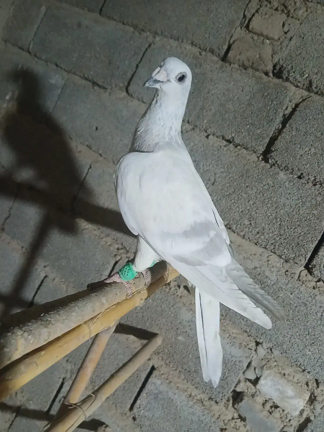 تعدادی کفتر رنگی تکپر|پرنده|مینودشت, |دیوار